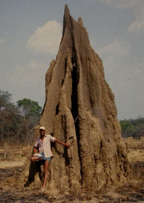 Roger Mim&oacute; al costat d’un termiter a Costa d’Ivori.