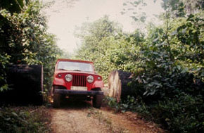 Selva de la Costa d’Ivori.
