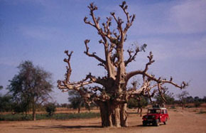 Baobab a Mali.