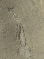 « ch&acirc;teau portugais » de Tidri