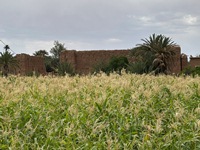 A&iuml;t Bassour, Oulad Al Arbia