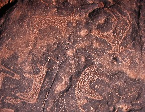 Gravats rupestres de Taouz, sud del Marroc.
